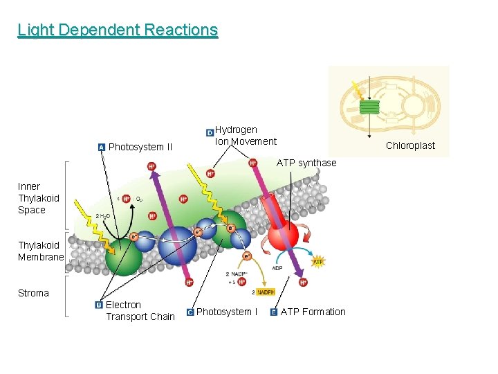 Light Dependent Reactions Photosystem II Hydrogen Ion Movement Chloroplast ATP synthase Inner Thylakoid Space