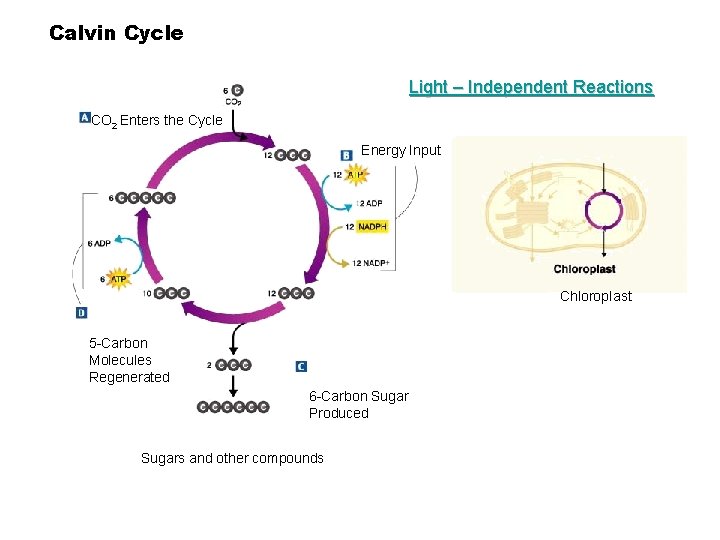 Calvin Cycle Light – Independent Reactions CO 2 Enters the Cycle Energy Input Chlorop.
