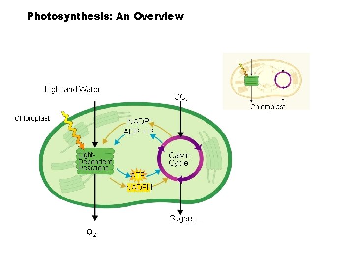 Photosynthesis: An Overview Light and Water CO 2 Chloroplast NADP+ ADP + P Light.