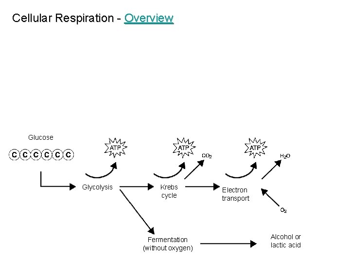 Cellular Respiration - Overview Glucose Glycolysis Krebs cycle Fermentation (without oxygen) Electron transport Alcohol