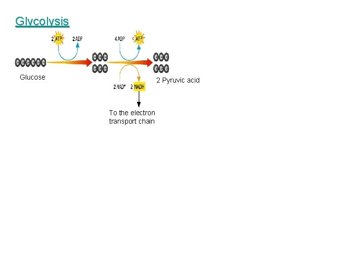 Glycolysis Glucose 2 Pyruvic acid To the electron transport chain 