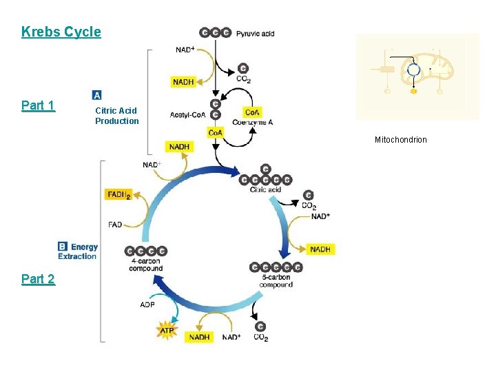 Krebs Cycle Part 1 Citric Acid Production Mitochondrion Part 2 