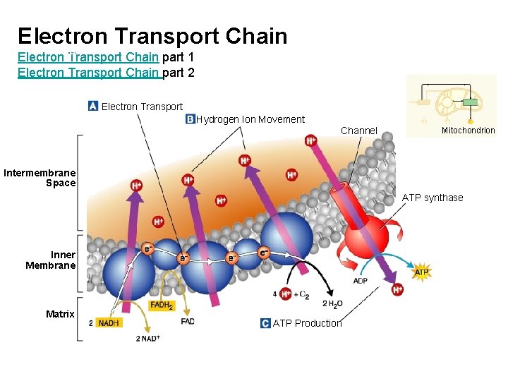 Electron Transport Chain Section 9 -2 Electron Transport Chain part 1 Electron Transport Chain