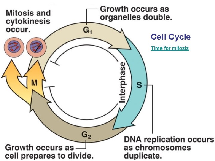 Cell Cycle Time for mitosis 