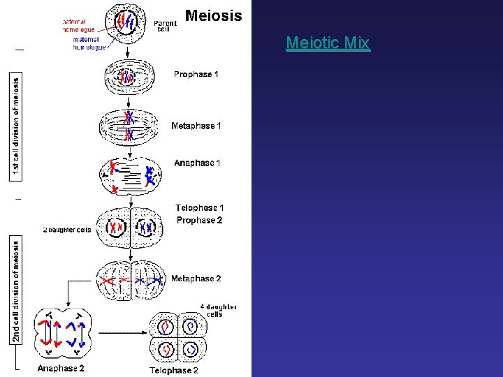 Meiotic Mix 