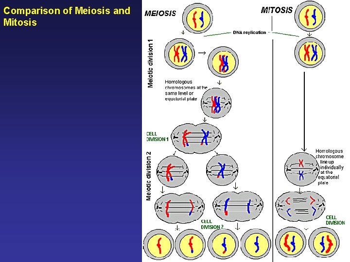 Comparison of Meiosis and Mitosis 