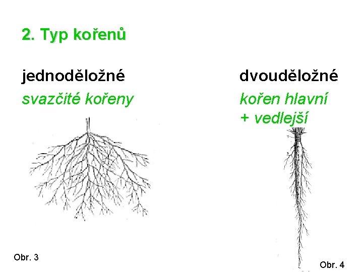 2. Typ kořenů jednoděložné svazčité kořeny Obr. 3 dvouděložné kořen hlavní + vedlejší Obr.