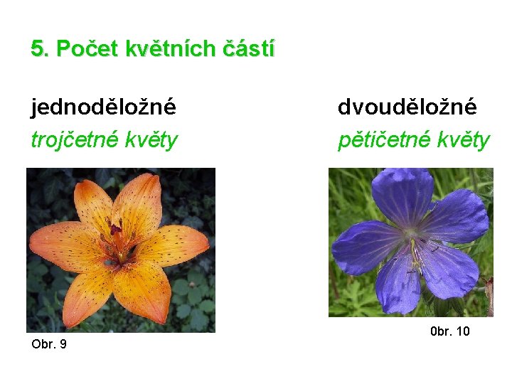 5. Počet květních částí jednoděložné trojčetné květy Obr. 9 dvouděložné pětičetné květy 0 br.