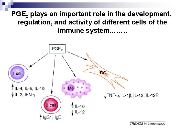 PGE 2 plays an important role in the development, regulation, and activity of different