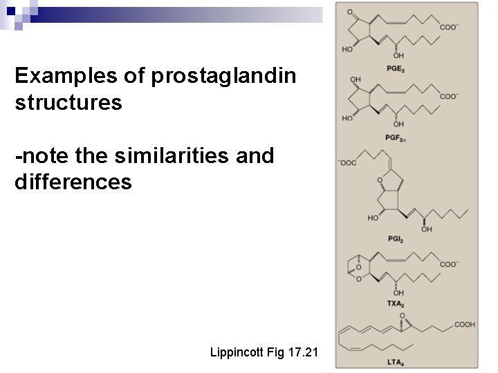 Examples of prostaglandin structures -note the similarities and differences Lippincott Fig 17. 21 