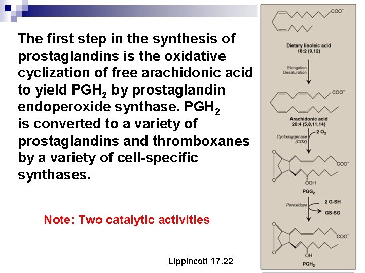 The first step in the synthesis of prostaglandins is the oxidative cyclization of free