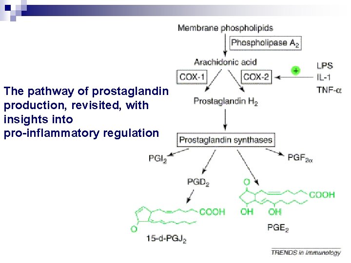 The pathway of prostaglandin production, revisited, with insights into pro-inflammatory regulation 