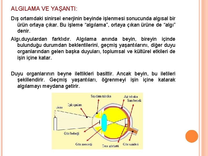 ALGILAMA VE YAŞANTI: Dış ortamdaki sinirsel enerjinin beyinde işlenmesi sonucunda algısal bir ürün ortaya