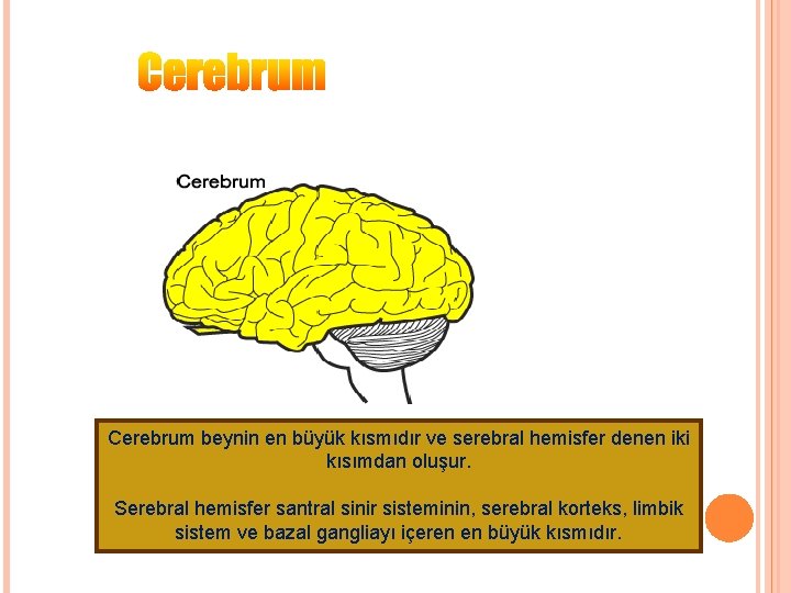 Cerebrum beynin en büyük kısmıdır ve serebral hemisfer denen iki kısımdan oluşur. Serebral hemisfer
