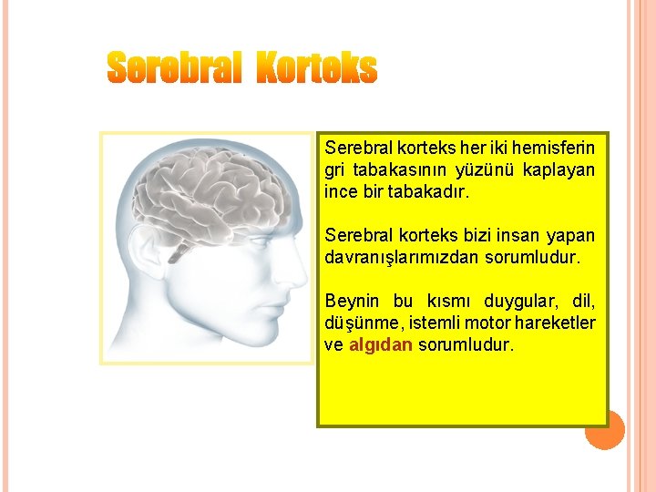 Serebral korteks her iki hemisferin gri tabakasının yüzünü kaplayan ince bir tabakadır. Serebral korteks