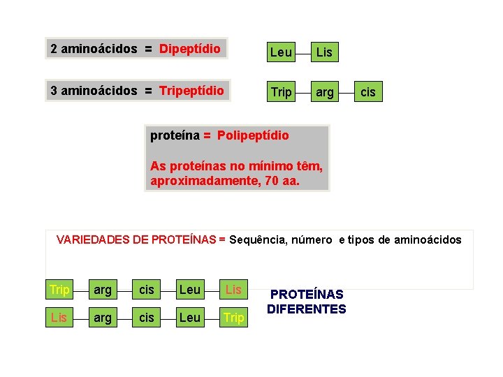 2 aminoácidos = Dipeptídio Leu Lis 3 aminoácidos = Tripeptídio Trip arg cis proteína