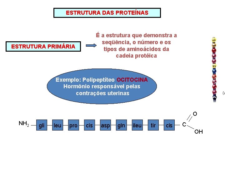 ESTRUTURA DAS PROTEÍNAS É a estrutura que demonstra a seqüência, o número e os