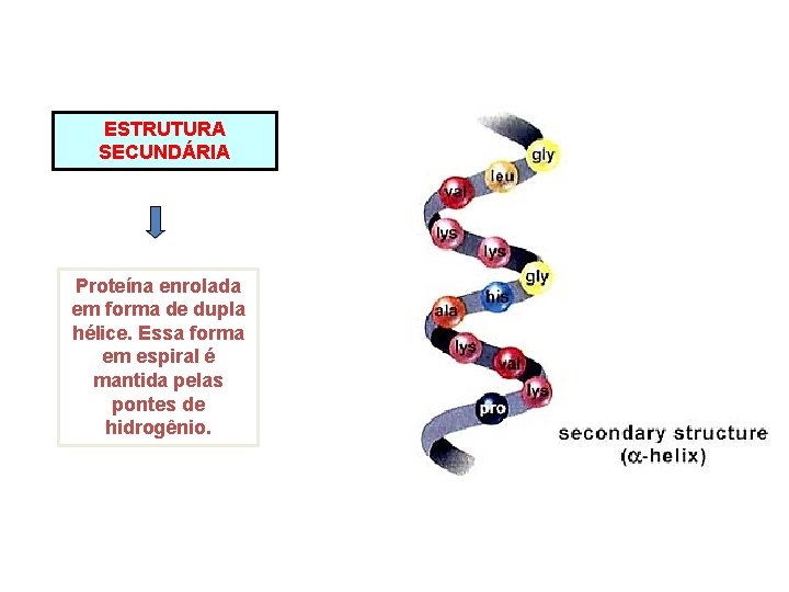 ESTRUTURA SECUNDÁRIA Proteína enrolada em forma de dupla hélice. Essa forma em espiral é