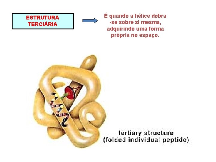 ESTRUTURA TERCIÁRIA É quando a hélice dobra -se sobre si mesma, adquirindo uma forma