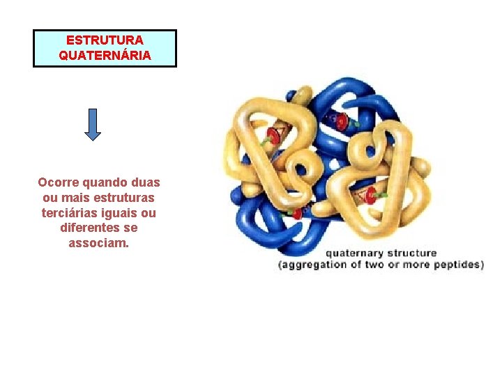 ESTRUTURA QUATERNÁRIA Ocorre quando duas ou mais estruturas terciárias iguais ou diferentes se associam.