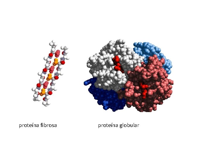  proteína fibrosa proteína globular 