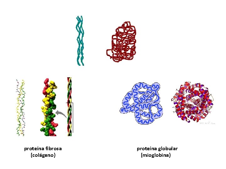 proteína fibrosa (colágeno) proteína globular (mioglobina) 