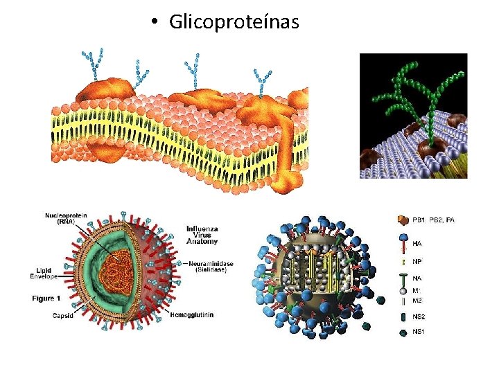  • Glicoproteínas 