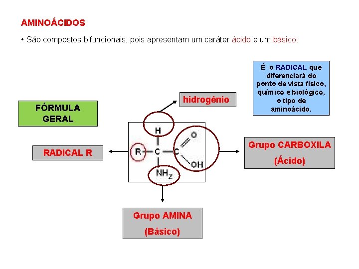 AMINOÁCIDOS • São compostos bifuncionais, pois apresentam um caráter ácido e um básico. hidrogênio