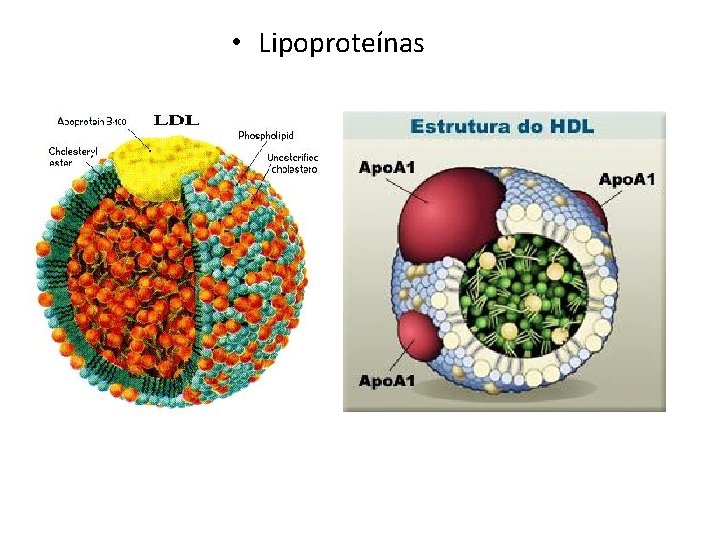  • Lipoproteínas 