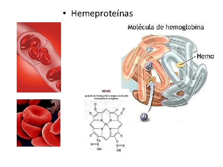  • Hemeproteínas 