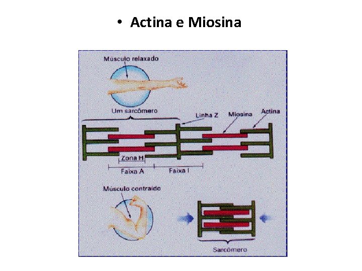  • Actina e Miosina 