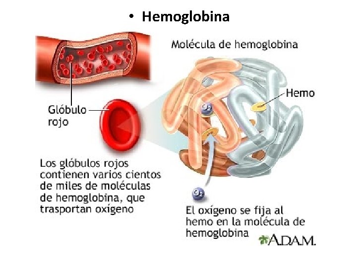  • Hemoglobina 