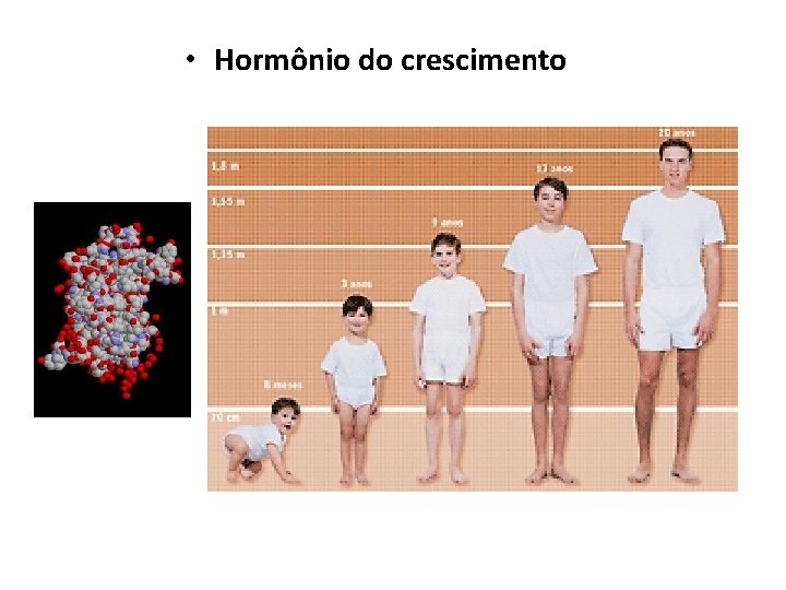  • Hormônio do crescimento 