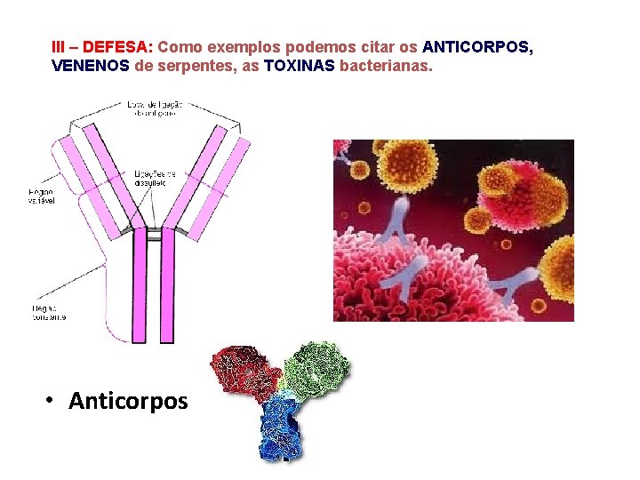 III – DEFESA: Como exemplos podemos citar os ANTICORPOS, VENENOS de serpentes, as TOXINAS