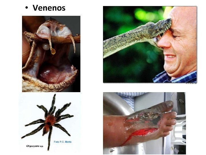  • Venenos 