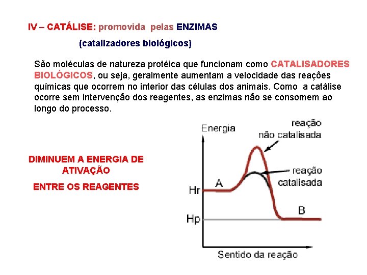 IV – CATÁLISE: promovida pelas ENZIMAS (catalizadores biológicos) São moléculas de natureza protéica que