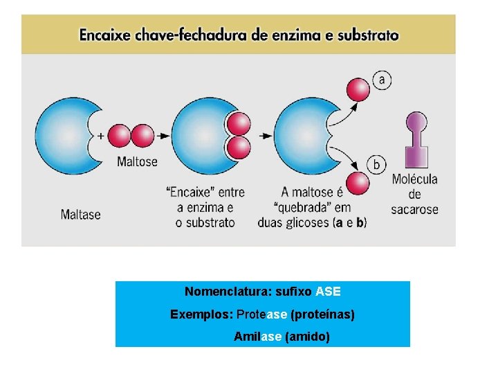 Nomenclatura: sufixo ASE Exemplos: Protease (proteínas) Amilase (amido) 