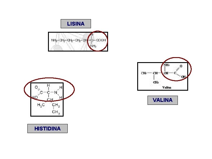 LISINA VALINA HISTIDINA 