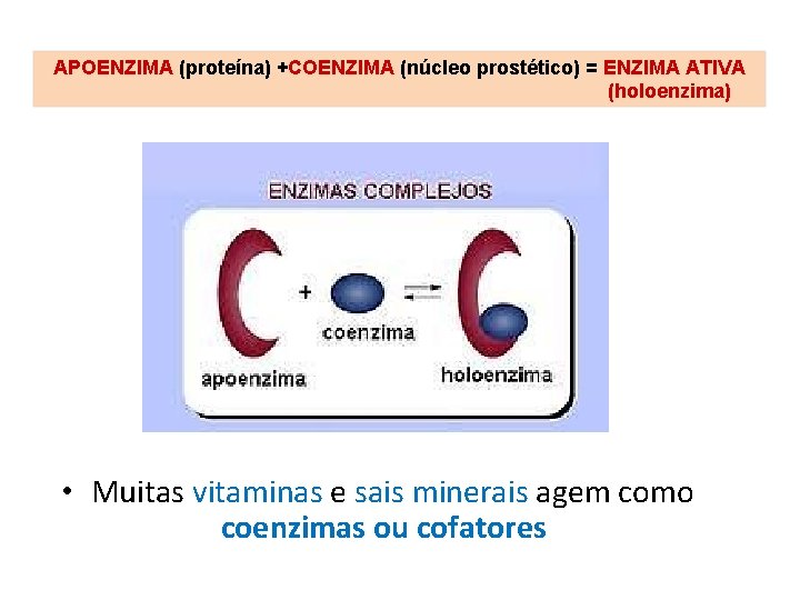 APOENZIMA (proteína) +COENZIMA (núcleo prostético) = ENZIMA ATIVA (holoenzima) • Muitas vitaminas e sais