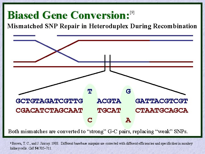 Biased Gene Conversion: [9] Mismatched SNP Repair in Heteroduplex During Recombination T GCTGTAGATCGTTG CGACATCTAGCAAT