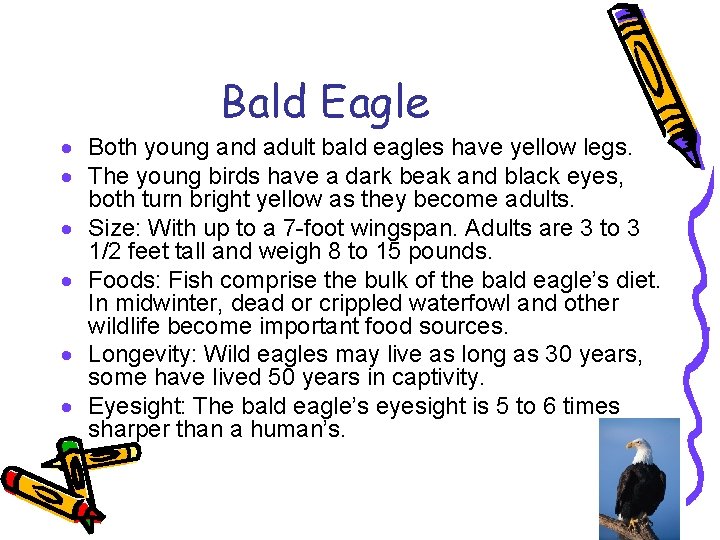 Bald Eagle · Both young and adult bald eagles have yellow legs. · The