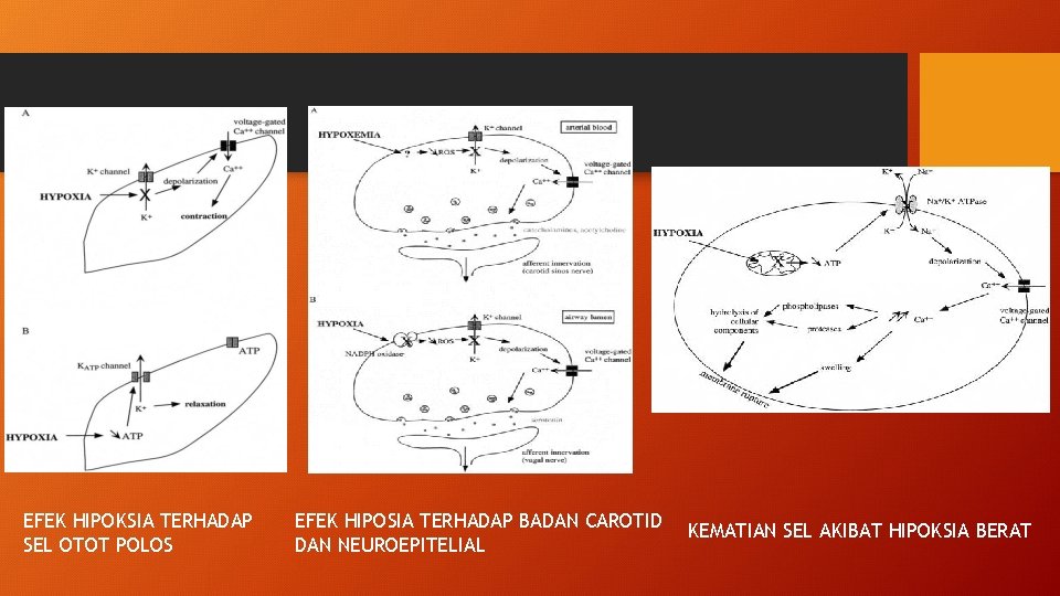 EFEK HIPOKSIA TERHADAP SEL OTOT POLOS EFEK HIPOSIA TERHADAP BADAN CAROTID DAN NEUROEPITELIAL KEMATIAN