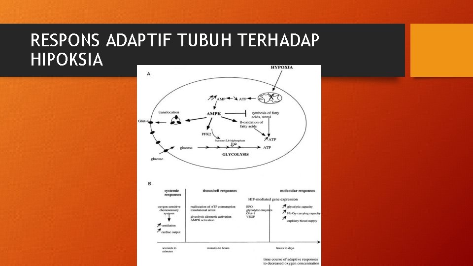 RESPONS ADAPTIF TUBUH TERHADAP HIPOKSIA 