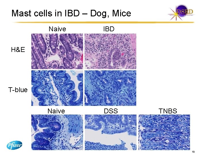 Mast cells in IBD – Dog, Mice Naive IBD Naive DSS H&E T-blue TNBS