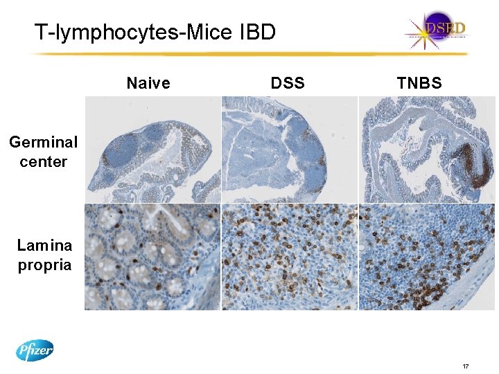 T-lymphocytes-Mice IBD Naive DSS TNBS Germinal center Lamina propria 17 