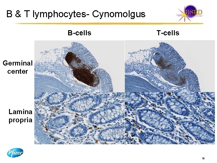 B & T lymphocytes- Cynomolgus B-cells T-cells Germinal center Lamina propria 18 