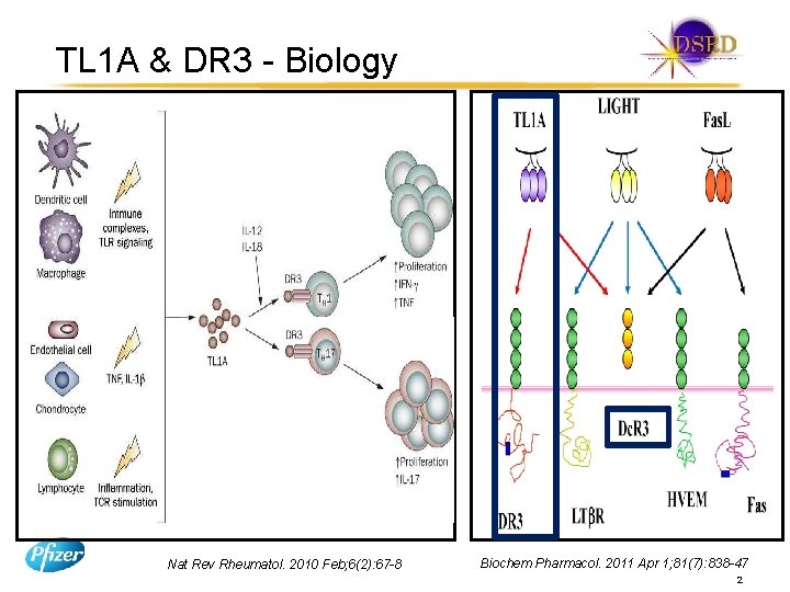 TL 1 A & DR 3 - Biology Nat Rev Rheumatol. 2010 Feb; 6(2):