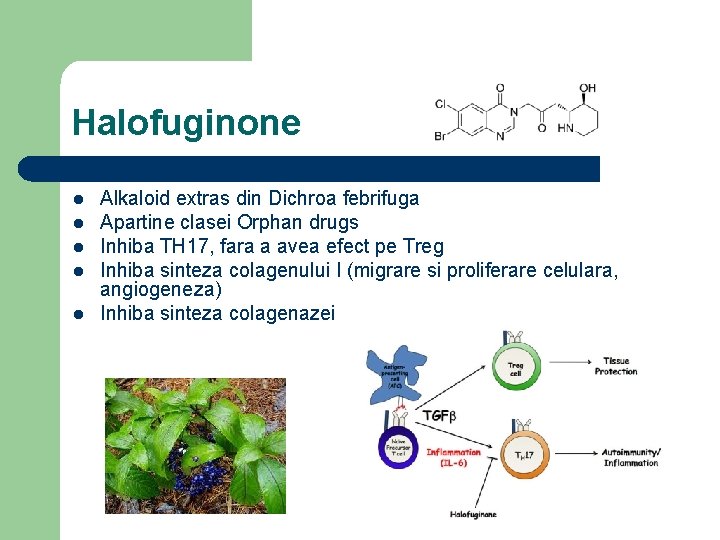 Halofuginone l l l Alkaloid extras din Dichroa febrifuga Apartine clasei Orphan drugs Inhiba