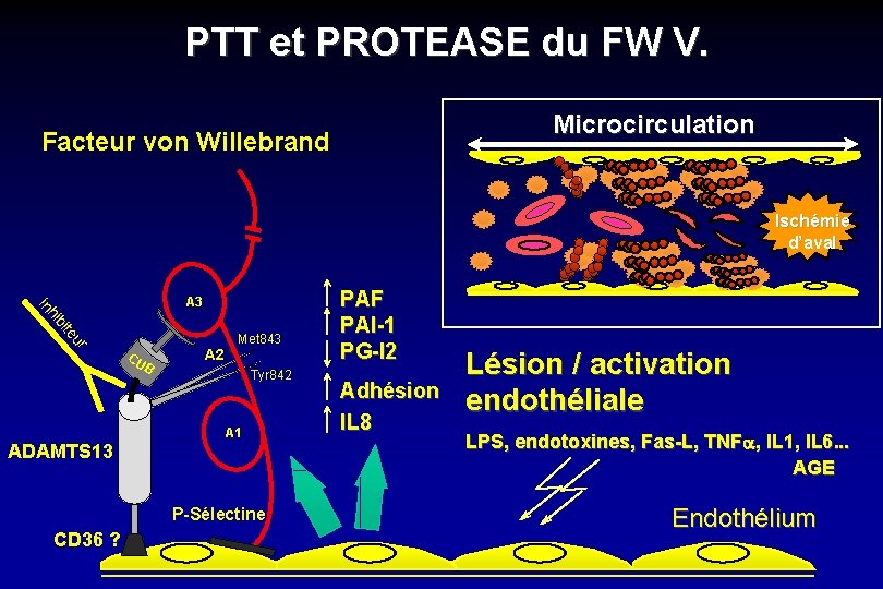 PTT et PROTEASE du FW V. Microcirculation Facteur von Willebrand Ischémie d’aval ur te