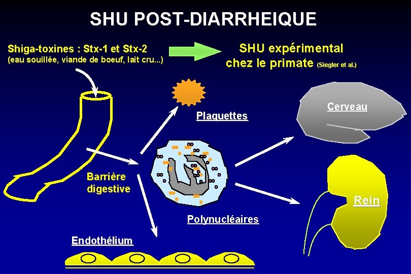 SHU POST-DIARRHEIQUE Shiga-toxines : Stx-1 et Stx-2 (eau souillée, viande de boeuf, lait cru.